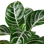 Zebra 'Aphelandra' – view 2