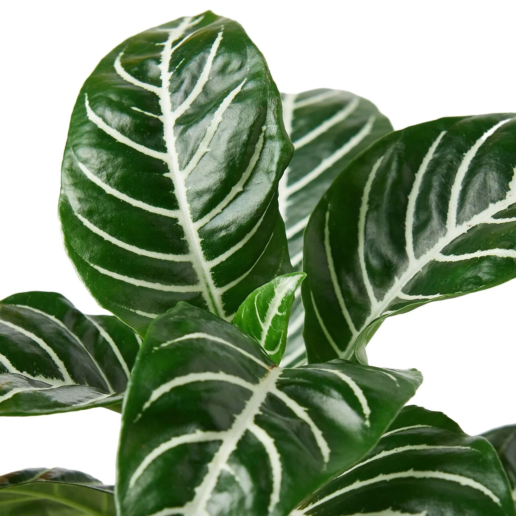 Zebra 'Aphelandra' – view 2