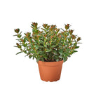 Nematanthus Black Goldfish Plant – view 4