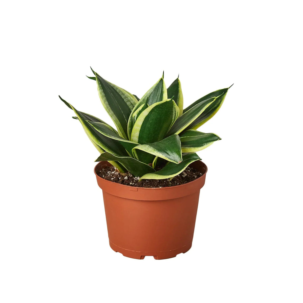 Snake Plant Black Gold – view 4