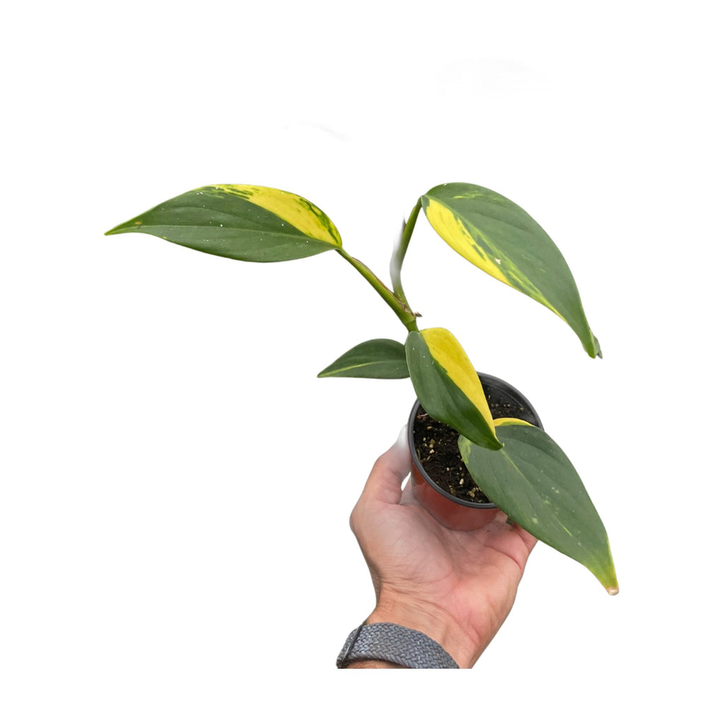 Scindapsus 'Coriaceus'