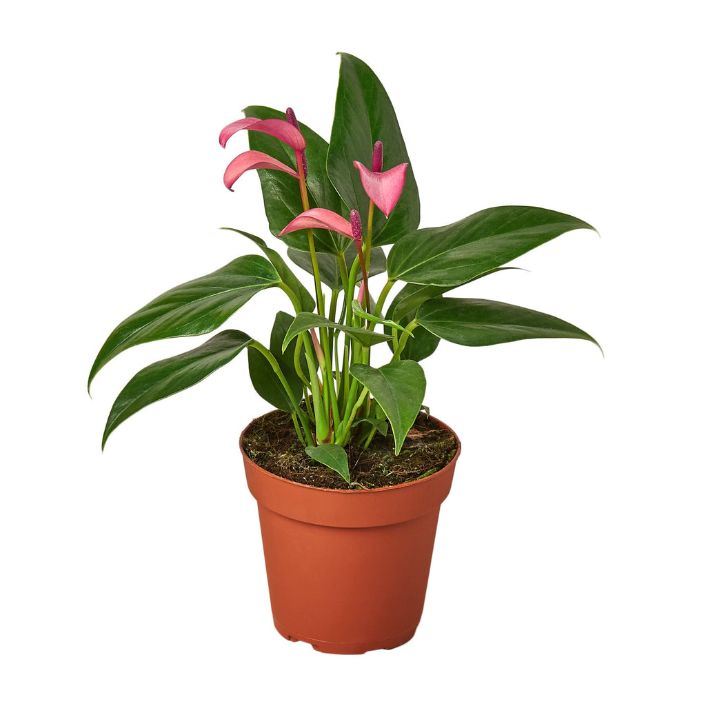 Anthurium 'Purple' by House Plant Dropship