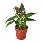 Anthurium 'Purple' by House Plant Dropship