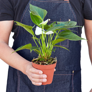 Anthurium 'White' – view 3