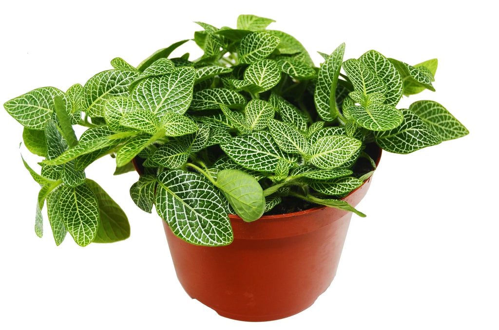 Fittonia 'White Nerve Plant' – view 2