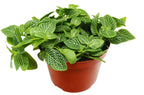 Fittonia 'White Nerve Plant' – view 2