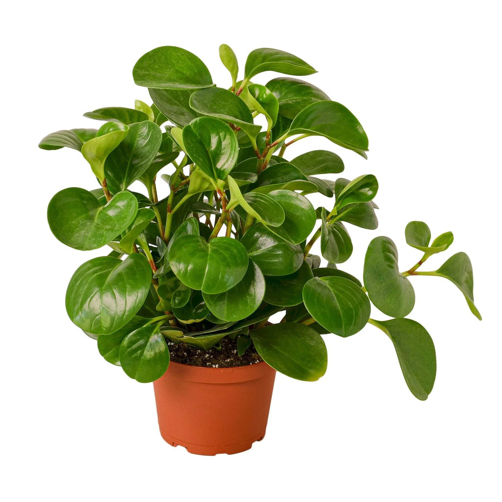 Peperomia Thailand – view 4