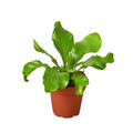 Bird's Nest 'Nidus' Fern Live Plant – 4" Nursery Pot