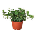 English Ivy Green California Live Plant – 6" Nursery Pot