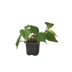 Philodendron 'Velvet'