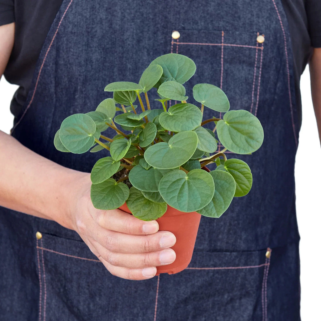 Peperomia 'Rana Verde' – view 3