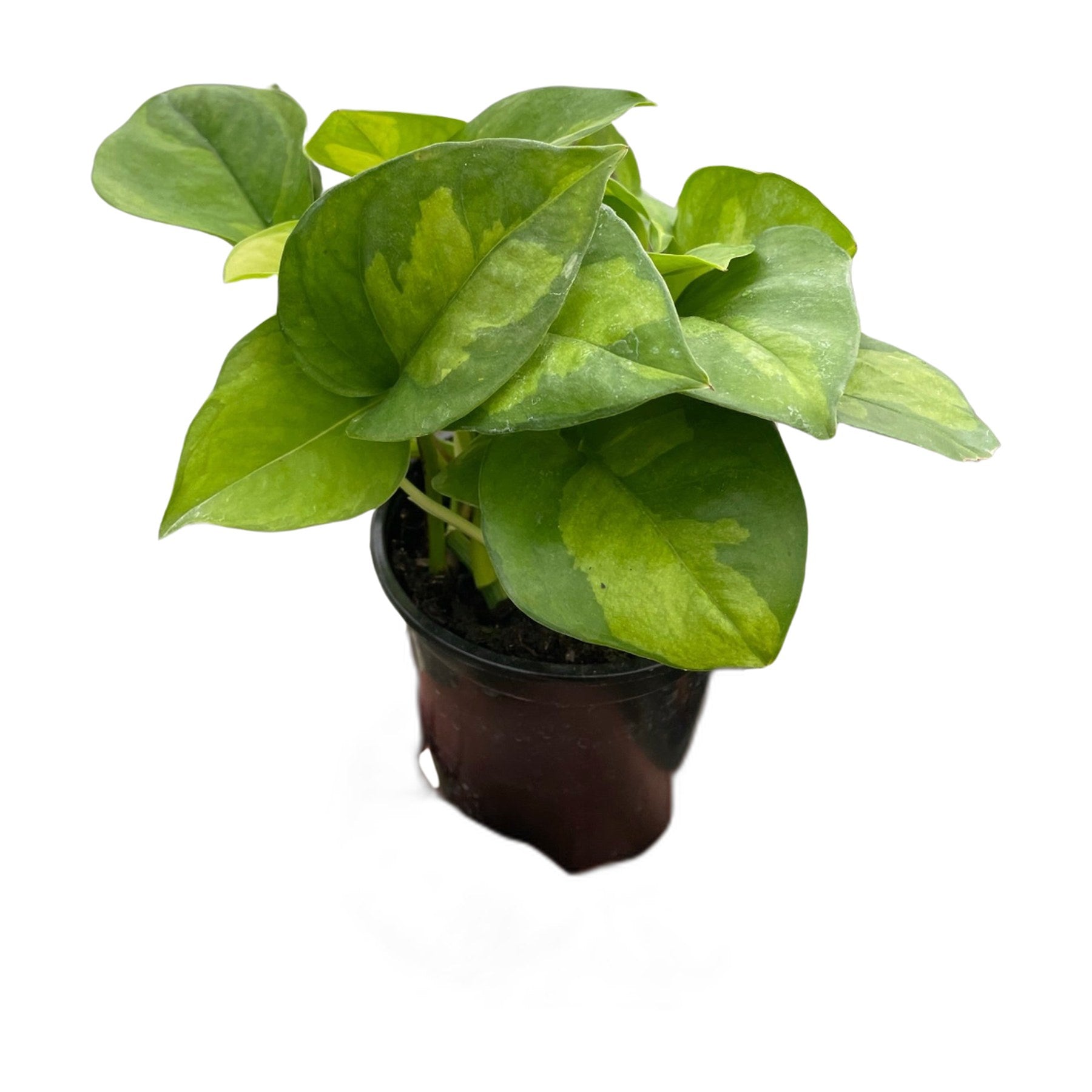 Pothos 'Global Green'