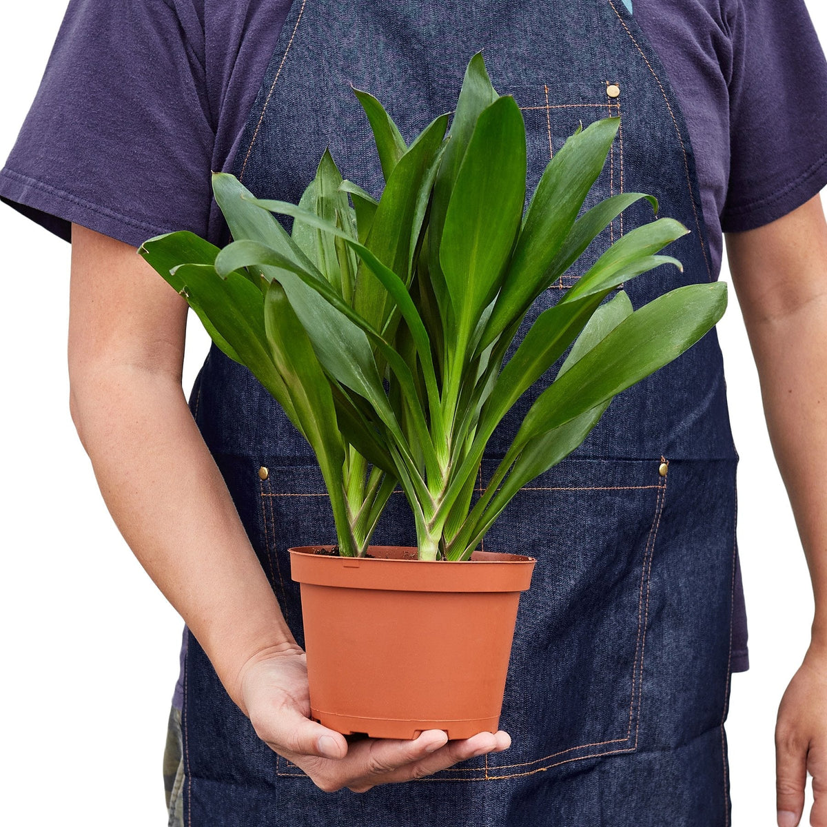 Cordyline Glauca – view 3