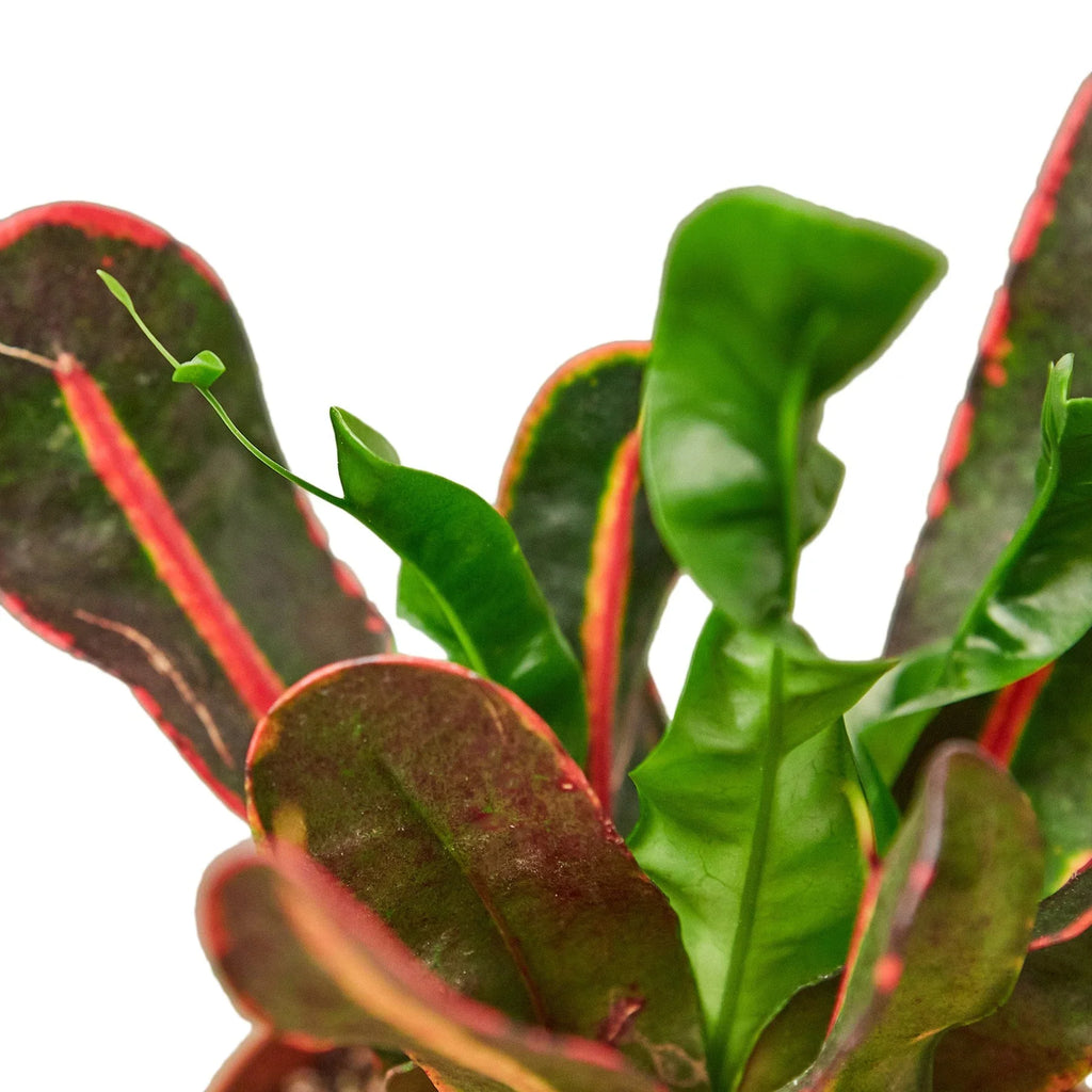 Croton 'Mammy' – view 2
