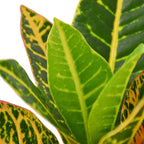 Croton Petra 'Joseph's Coat' – view 2