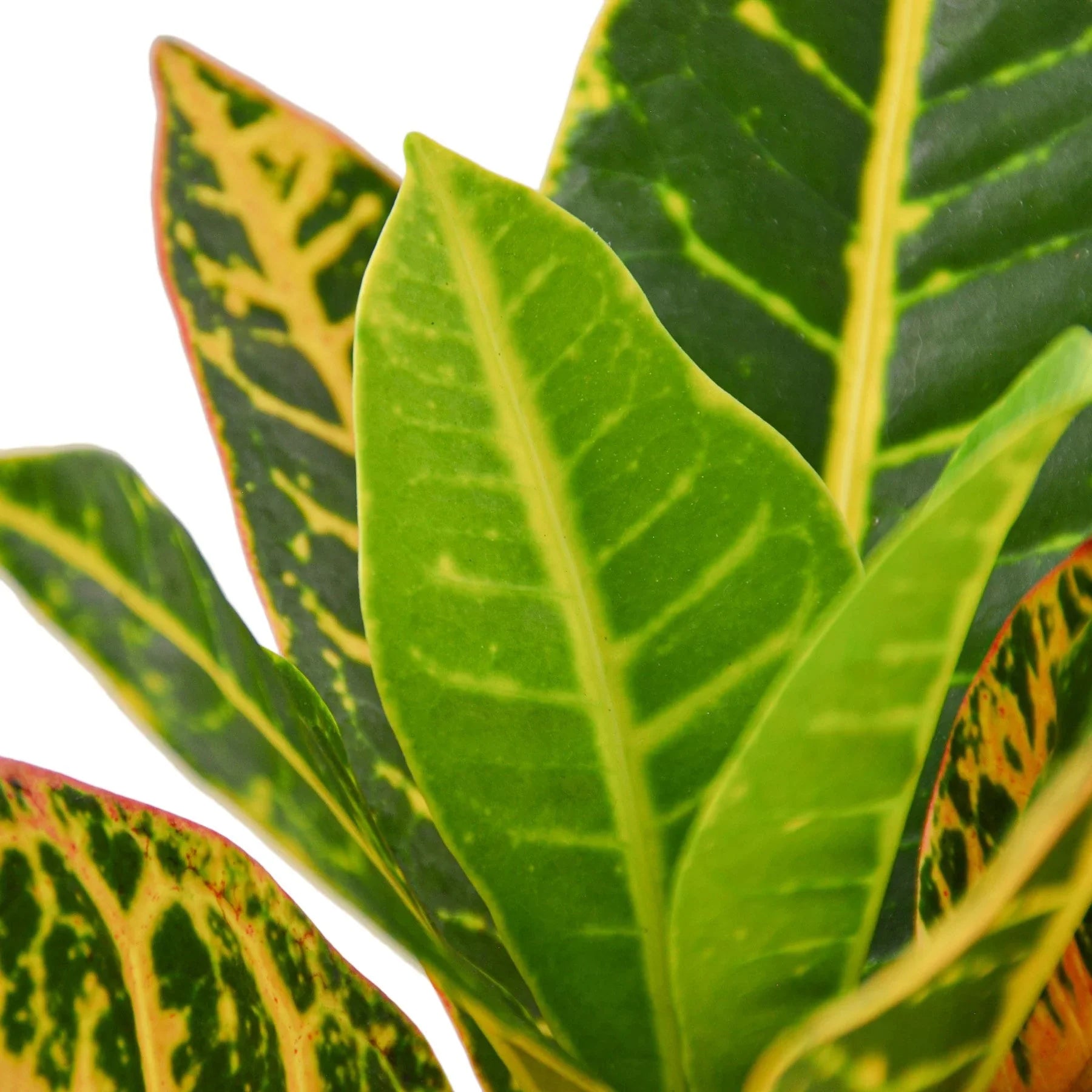 Croton Petra 'Joseph's Coat' – view 2