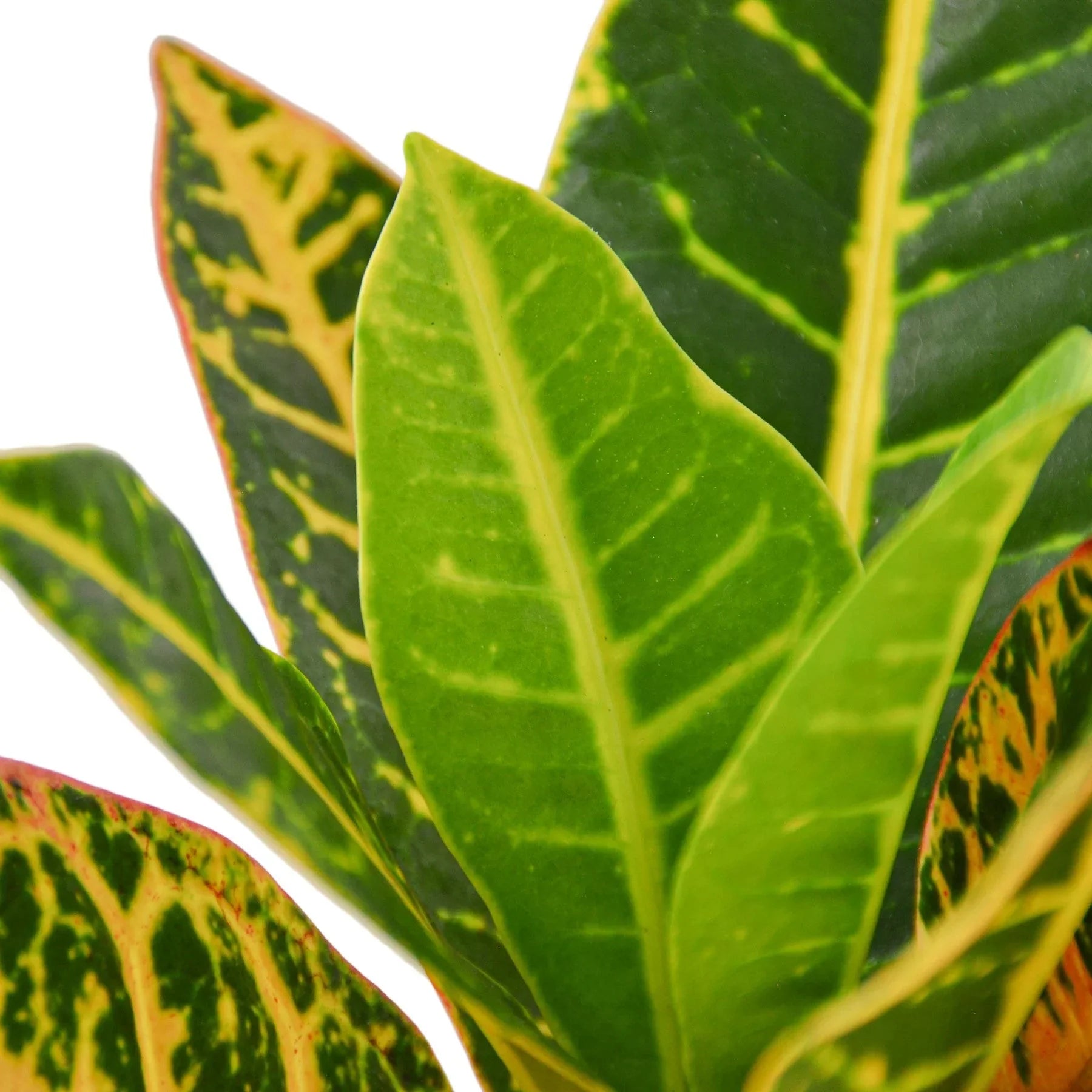 Croton Petra 'Joseph's Coat' – view 2