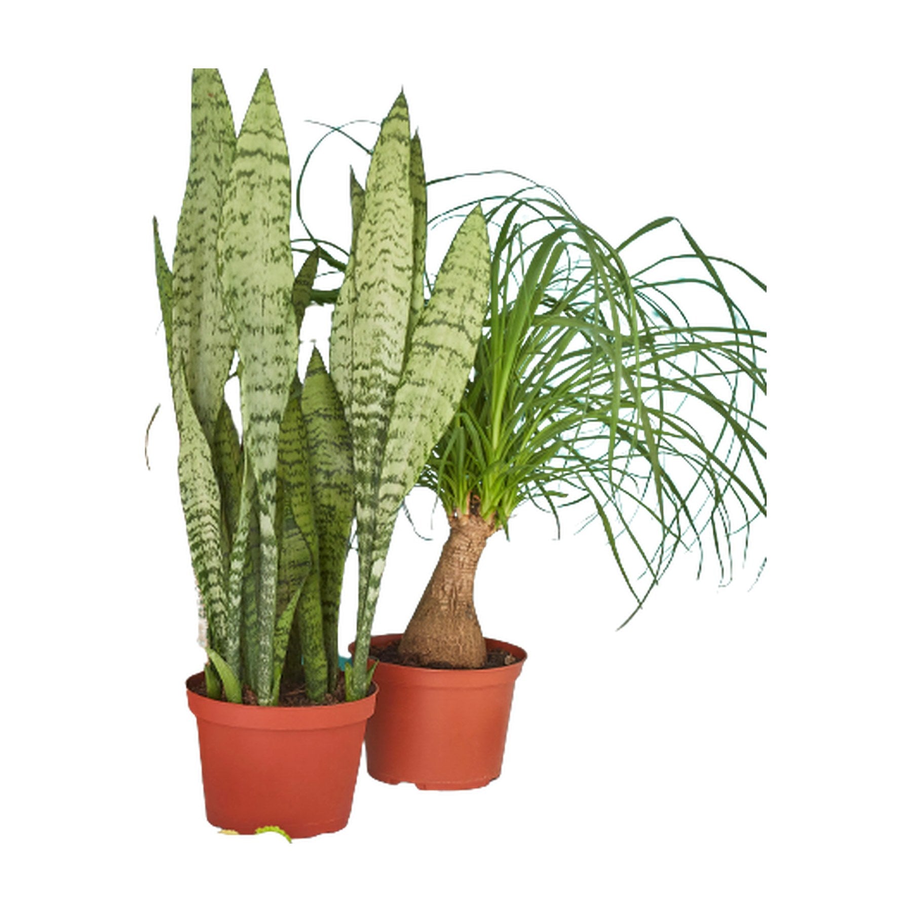 2 - 6" Indoor Plants Premium Subscription box