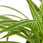 Spider Plant Reverse – view 2