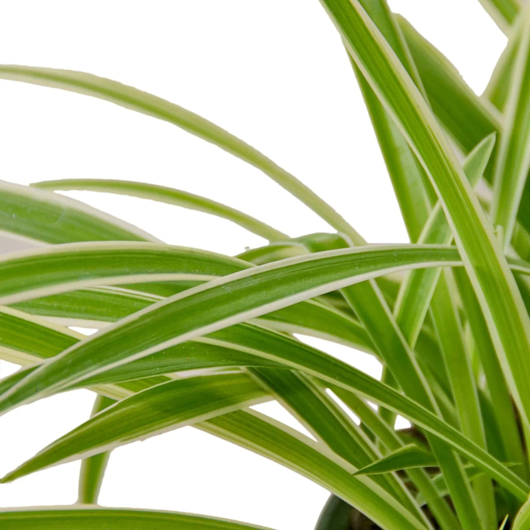 Spider Plant Reverse – view 2