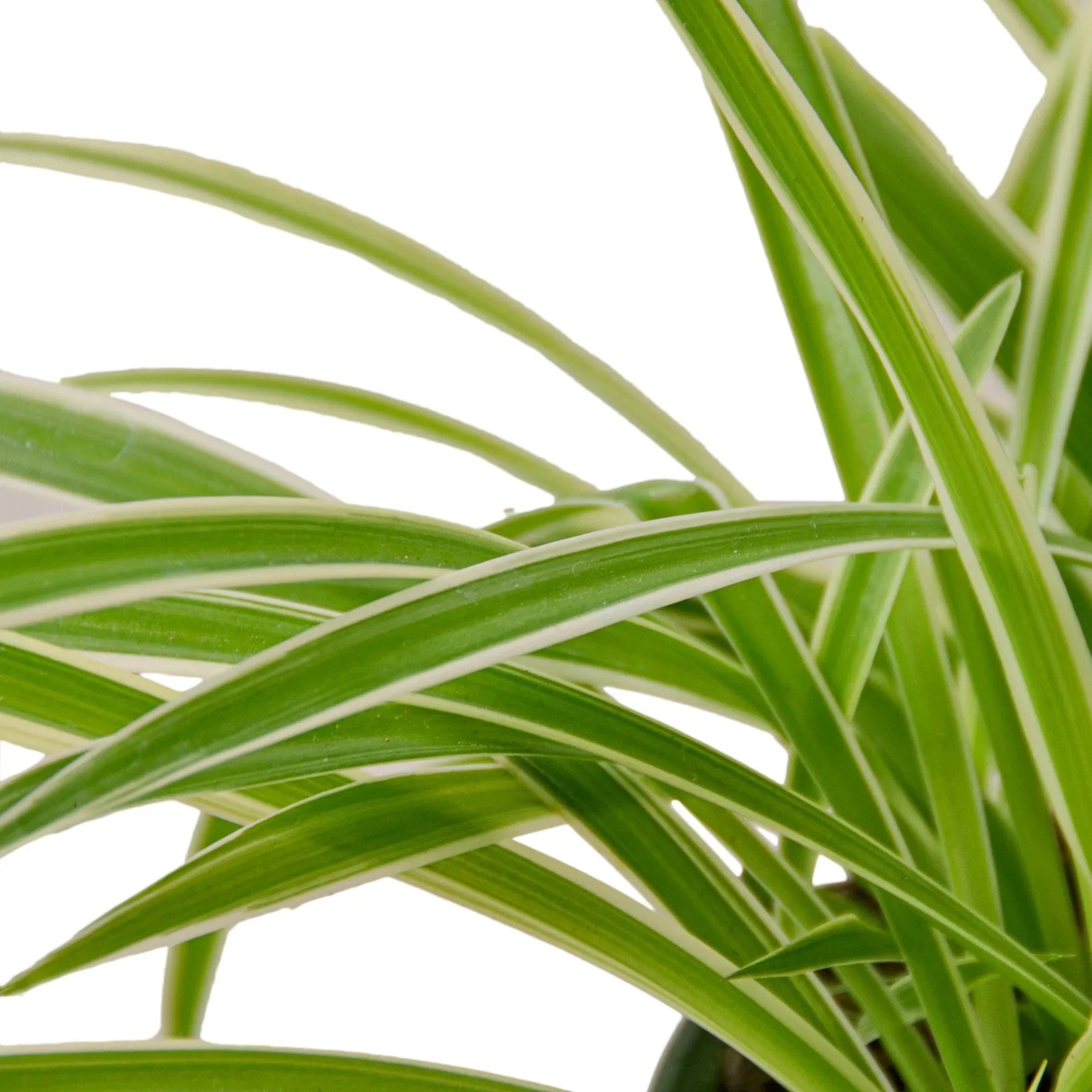 Spider Plant Reverse – view 2