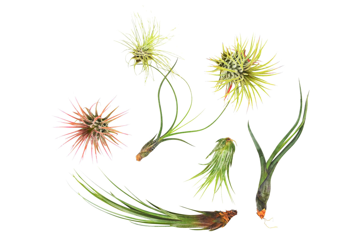 7 Air Plant Variety Pack - Tillandsias – view 2