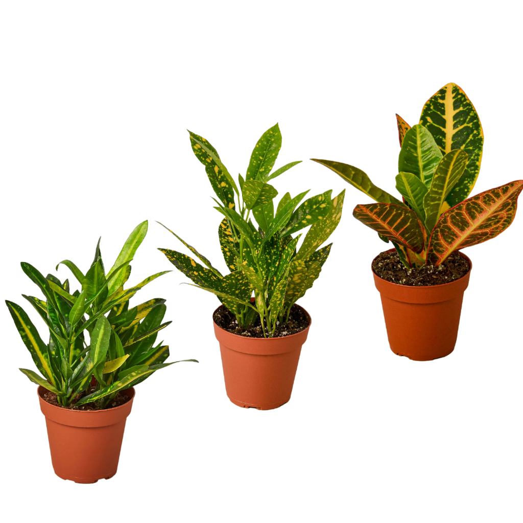 3 Croton Variety Pack - 4” Pots