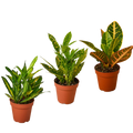 3 Croton Variety Pack - 4” Pots