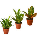 3 Croton Variety Pack - 4” Pots