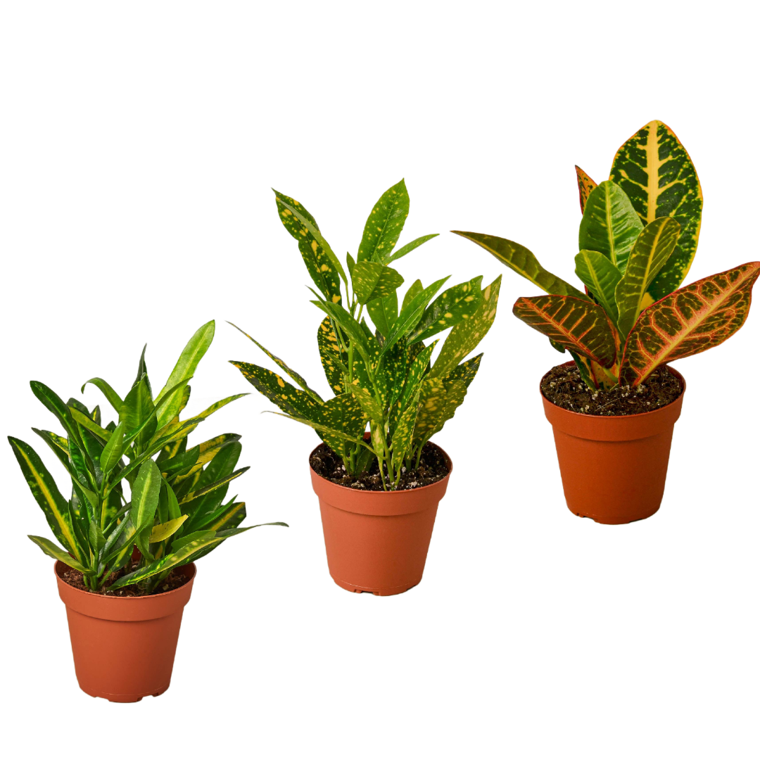 3 Croton Variety Pack - 4” Pots