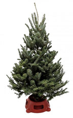 3'-4' Fraser Fir Christmas Tree with Stand – view 2