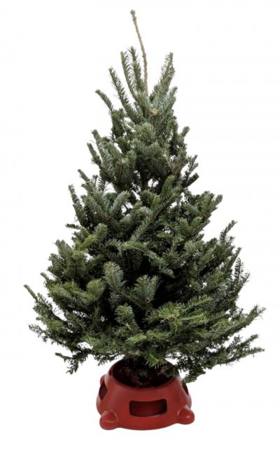 3'-4' Fraser Fir Christmas Tree with Stand – view 2