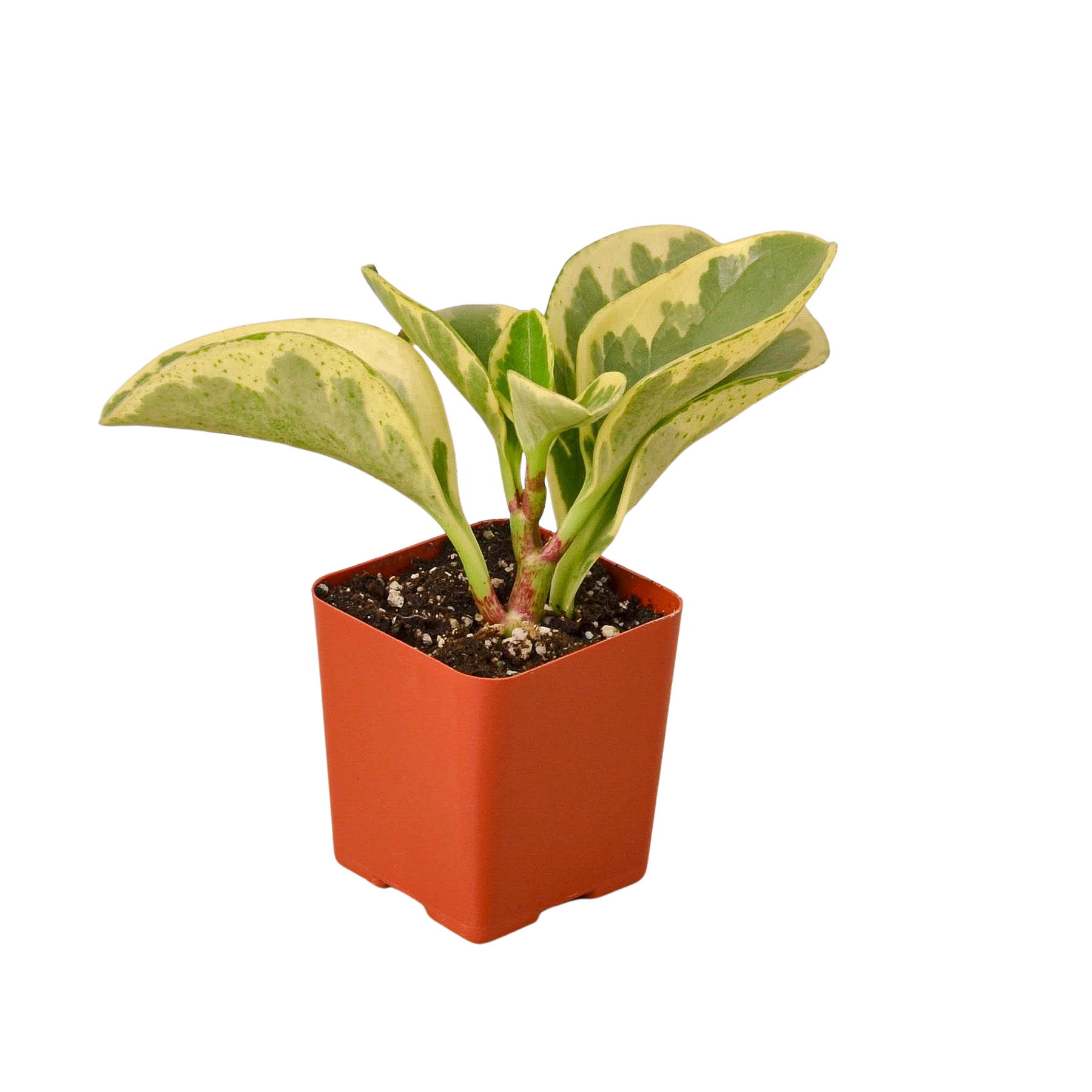 Tropical Variety Bundle - 3” Pots