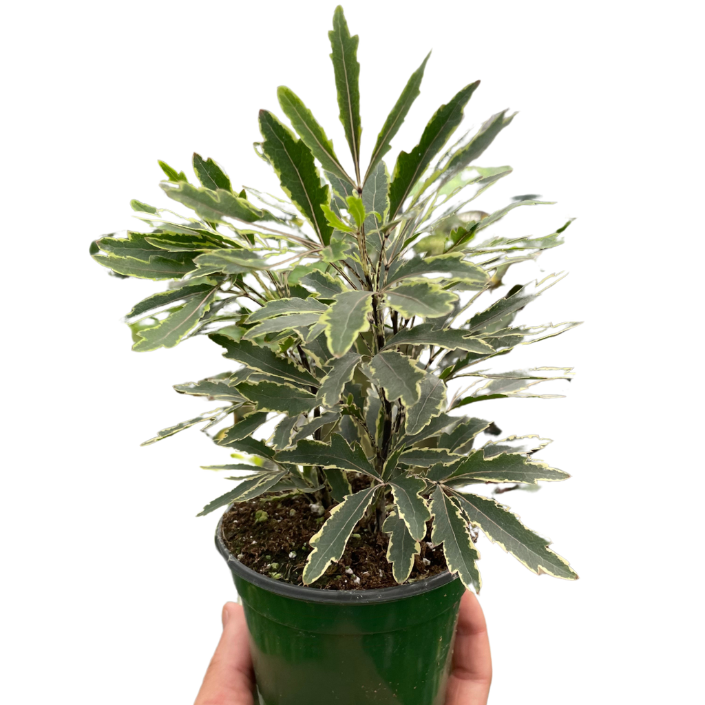 Aralia 'Bianca' by House Plant Dropship