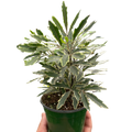 Aralia 'Bianca' by House Plant Dropship