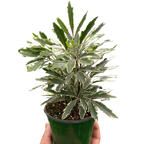 Aralia 'Bianca' by House Plant Dropship