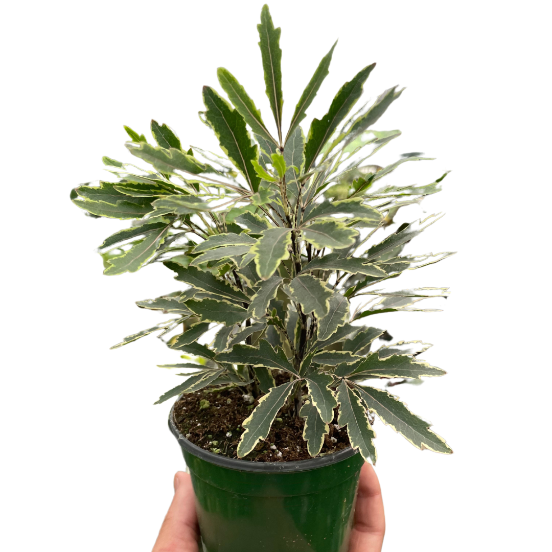 Aralia 'Bianca' by House Plant Dropship