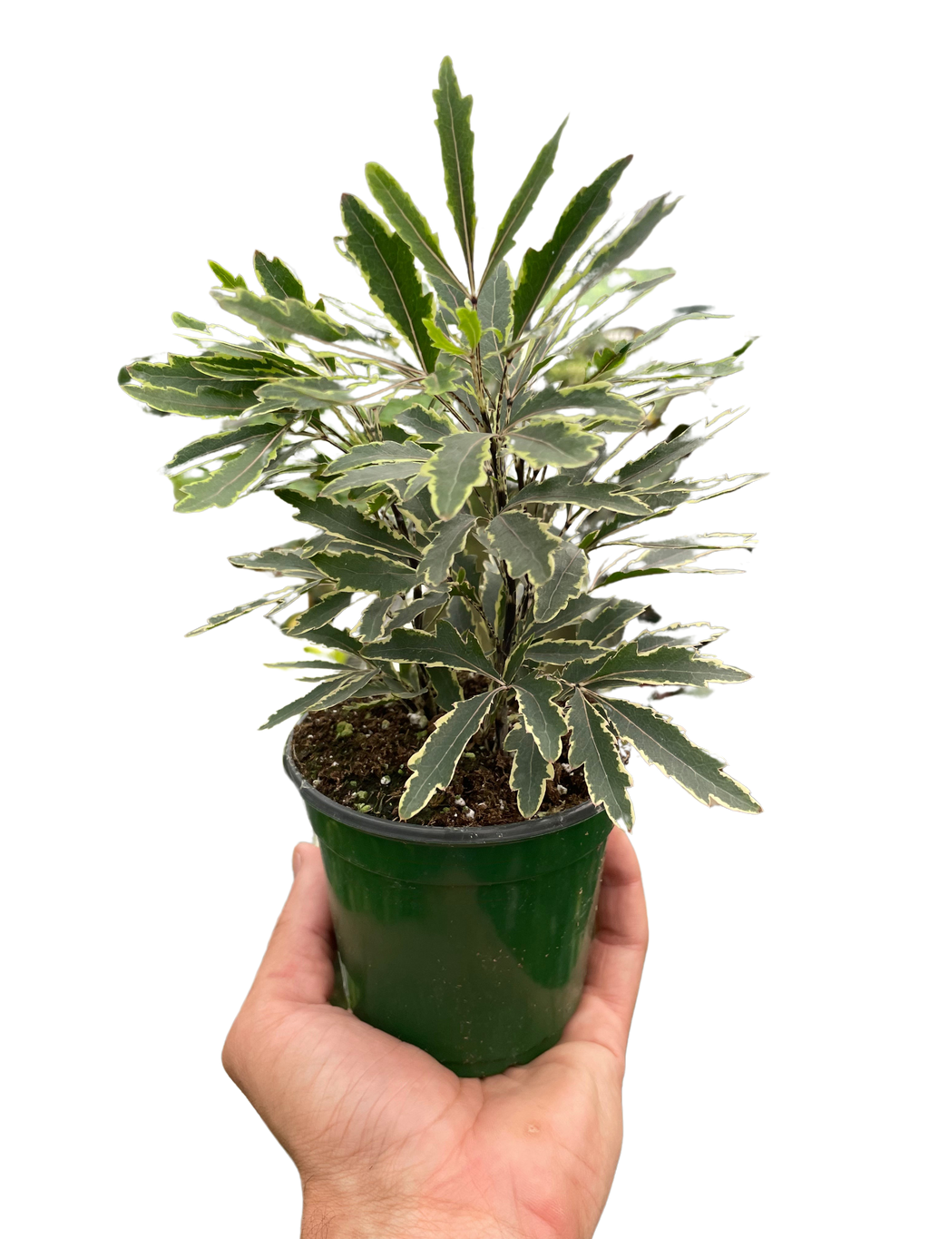 Aralia 'Bianca' by House Plant Dropship