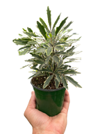 Aralia 'Bianca' by House Plant Dropship