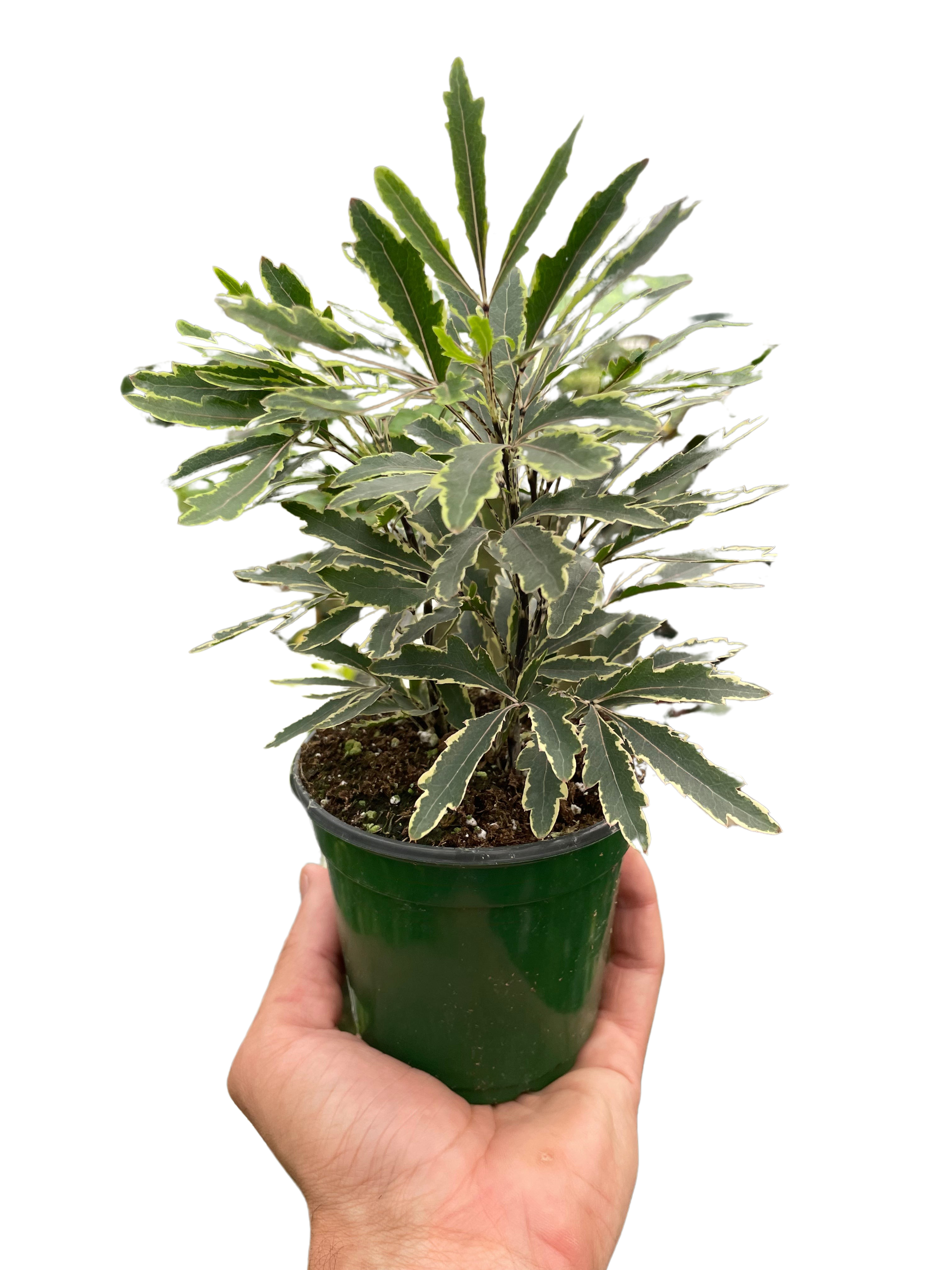 Aralia 'Bianca' by House Plant Dropship