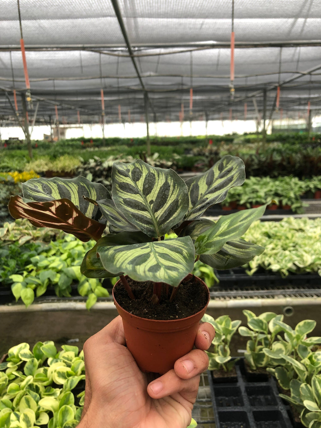 Calathea 'Makoyana' – view 6