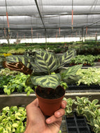 Calathea 'Makoyana' – view 6