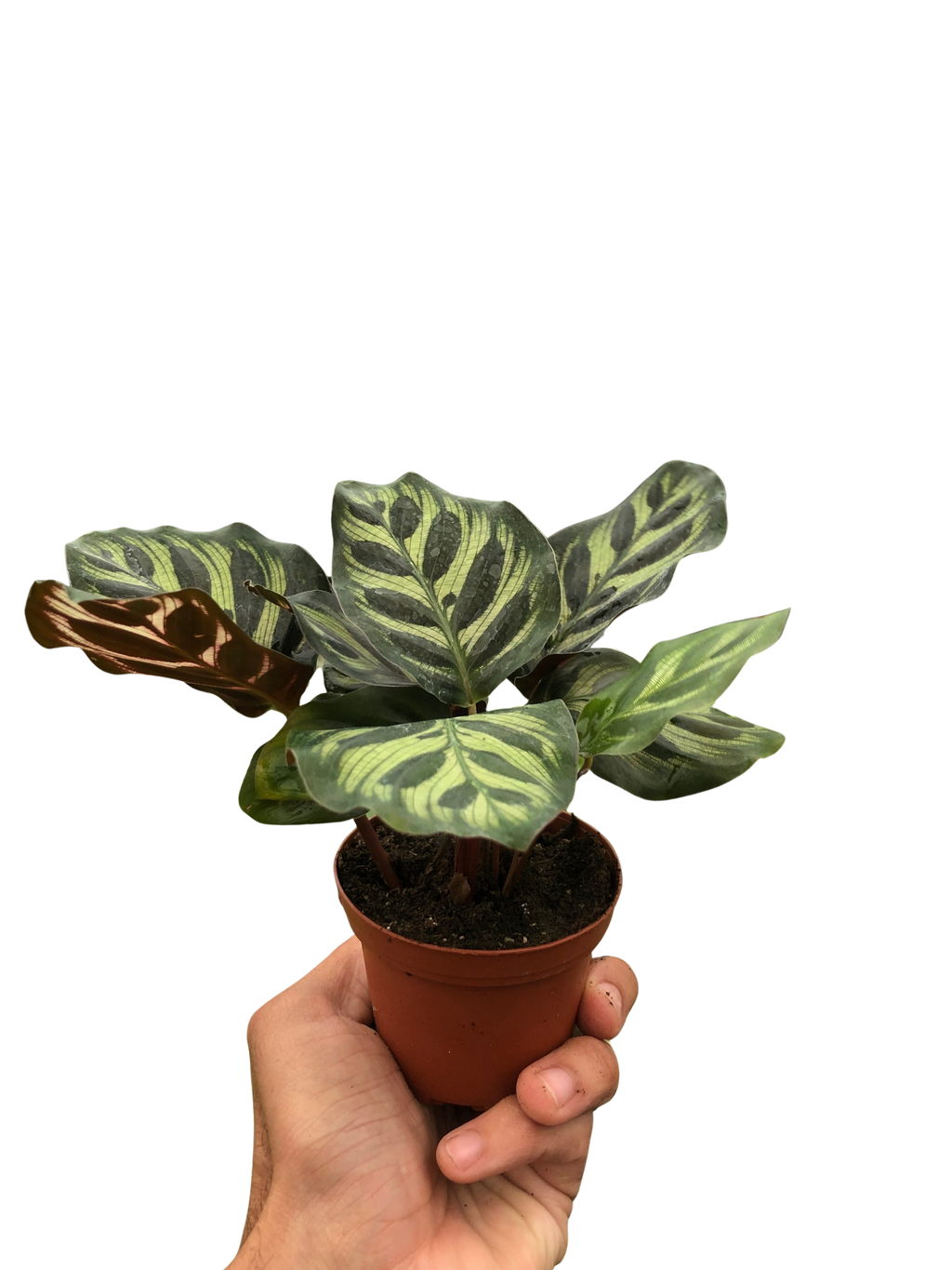 Calathea 'Makoyana' – view 3