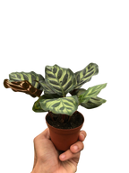 Calathea 'Makoyana' – view 3