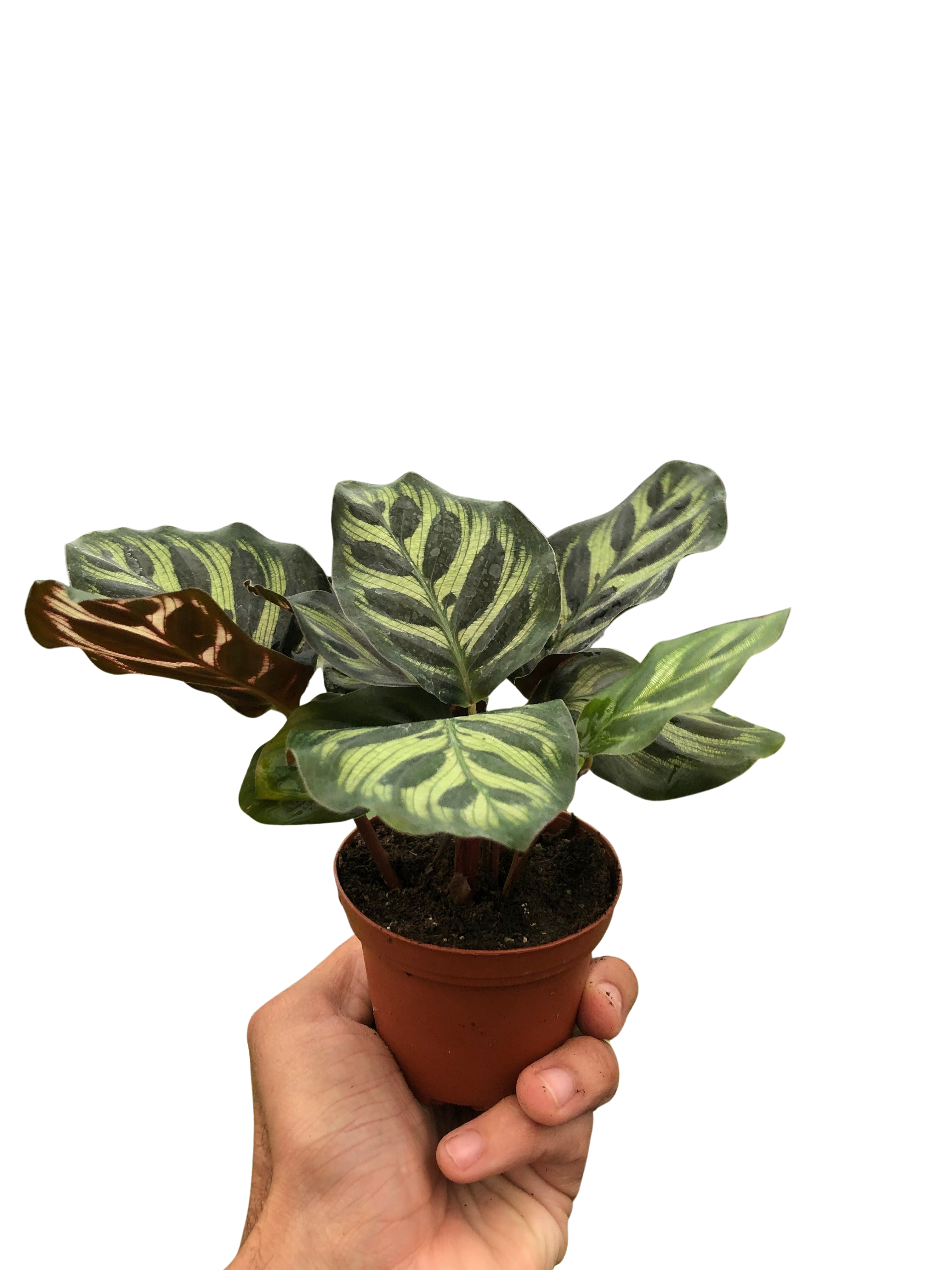 Calathea 'Makoyana' – view 3