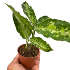 Chinese Evergreen Pictum Tricolor – view 2