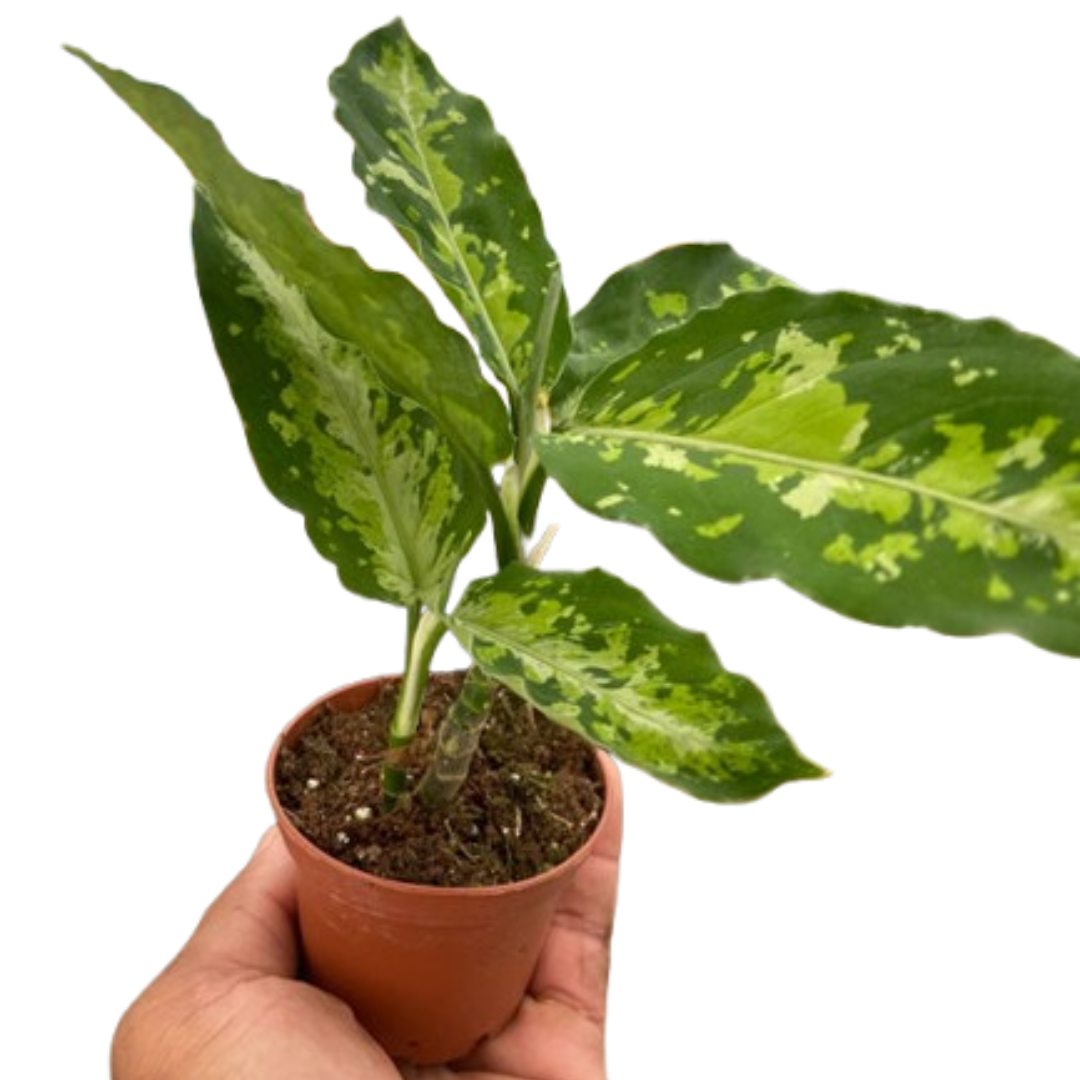 Chinese Evergreen Pictum Tricolor – view 2