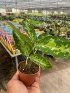Chinese Evergreen Pictum Tricolor – view 3
