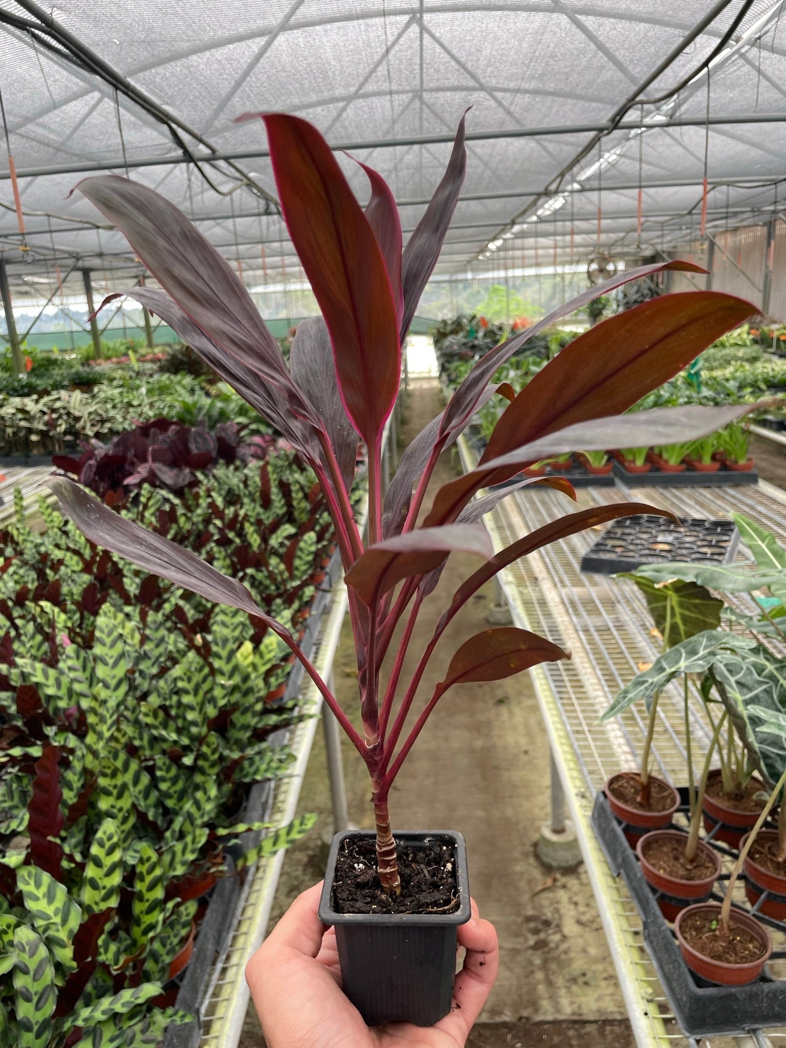 Cordyline 'Calypso Queen' – view 3