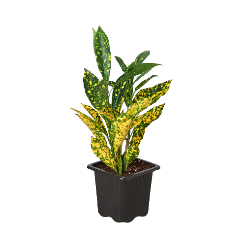 Croton 'Gold Dust' – view 2